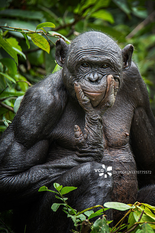 成年倭黑猩猩肖像图片素材
