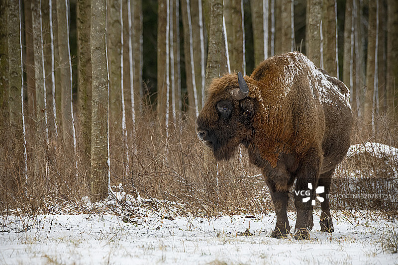 欧洲野牛冬季场景，波兰比亚沃韦扎图片素材