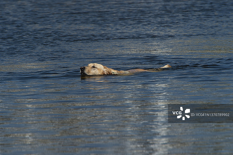 水中的白色拉布拉多犬图片素材