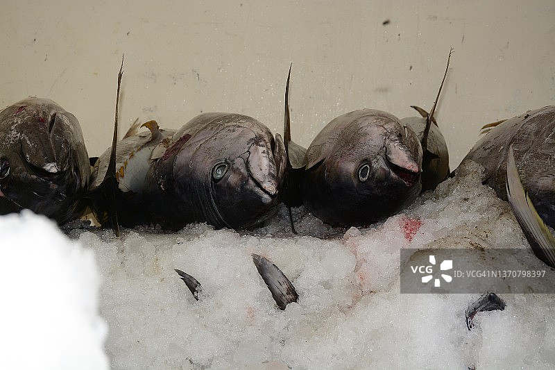 黄鳍金枪鱼图片素材