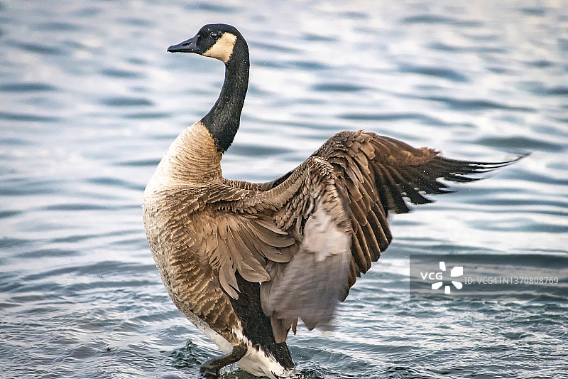 安大略湖中沐浴的加拿大鹅图片素材
