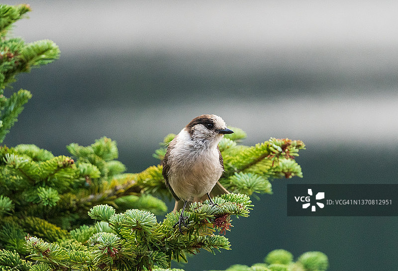 松鸦在树上图片素材
