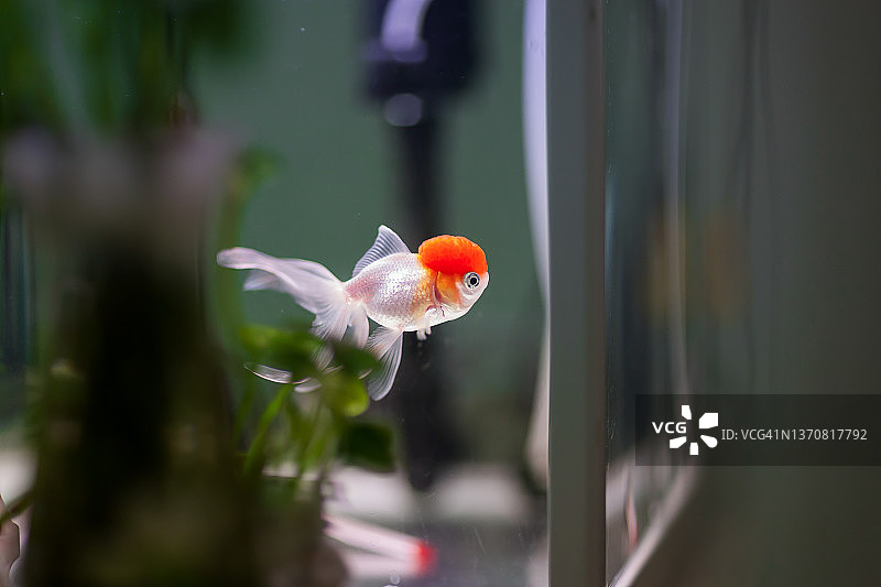 金鱼，水族箱图片素材