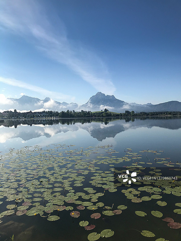 德国霍普芬湖的夏日：盛开的睡莲，湖面倒影和远处的山峰图片素材