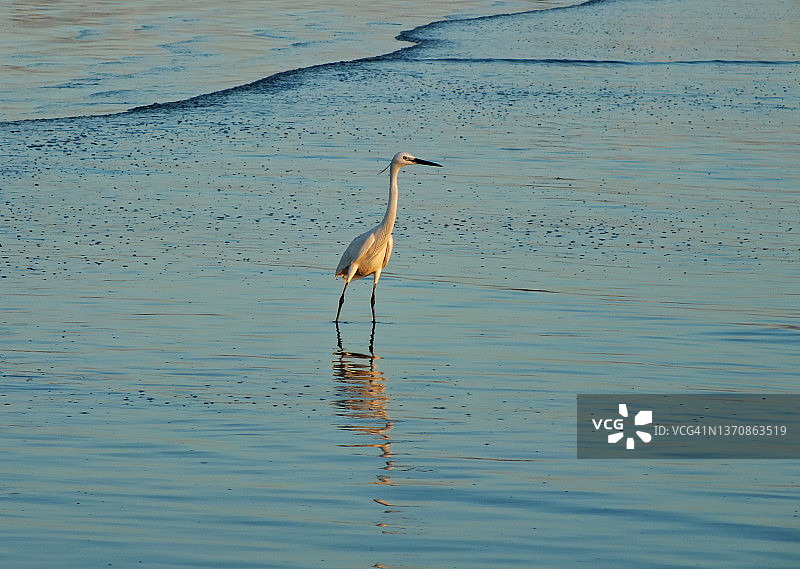 巴基斯坦海岸线的候鸟图片素材