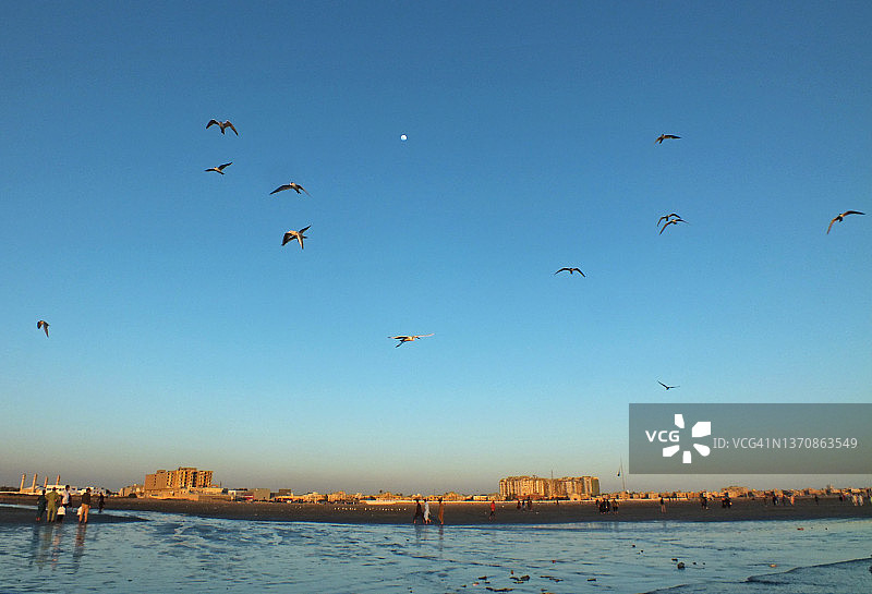 巴基斯坦海岸线的候鸟图片素材