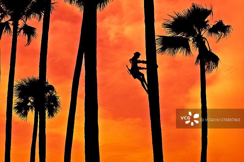 印度：采酒工爬上棕榈树采摘棕榈酒图片素材