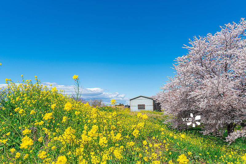 4月埼玉县熊谷樱堤的樱花季（日本埼玉县熊谷市）图片素材