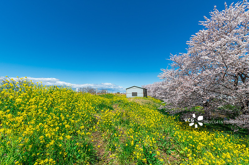 4月埼玉县熊谷樱堤的樱花季（日本埼玉县熊谷市）图片素材