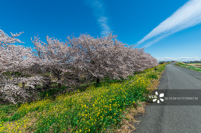 4月埼玉县熊谷樱堤的樱花季（日本埼玉县熊谷市）图片素材