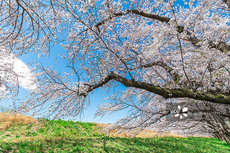 4月埼玉县熊谷樱堤的樱花季（日本埼玉县熊谷市）图片素材