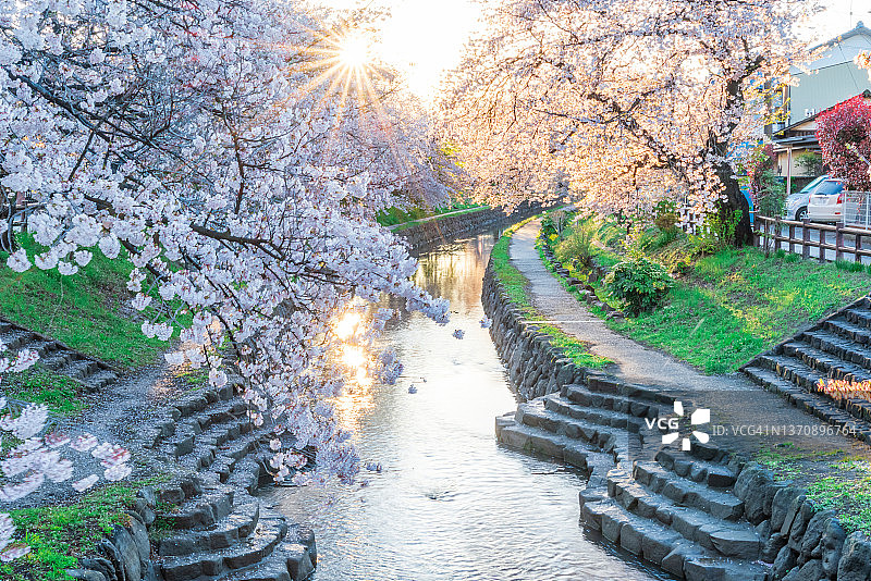 4月埼玉县熊谷樱堤的樱花季（日本埼玉县熊谷市）图片素材