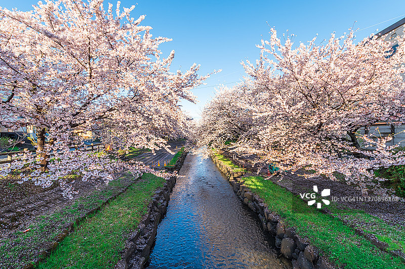 四月埼玉县的樱花季，鸿巢市元荒川樱花图片素材