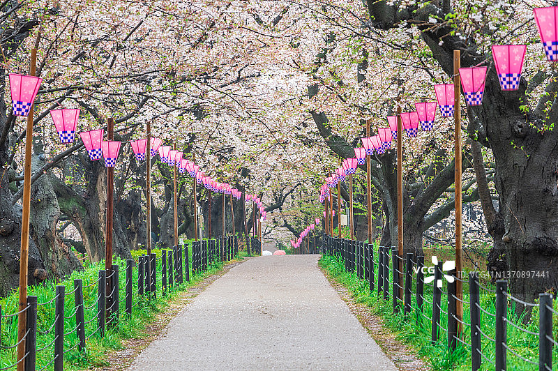 4月埼玉县的樱花季：幸手市权现堂堤图片素材