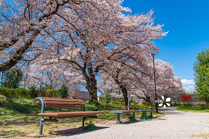 四月东京赏樱季，东京立川根川绿道图片素材