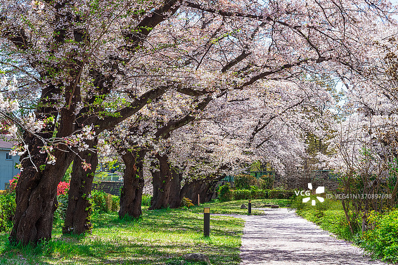 四月东京赏樱季，东京立川根川绿道图片素材