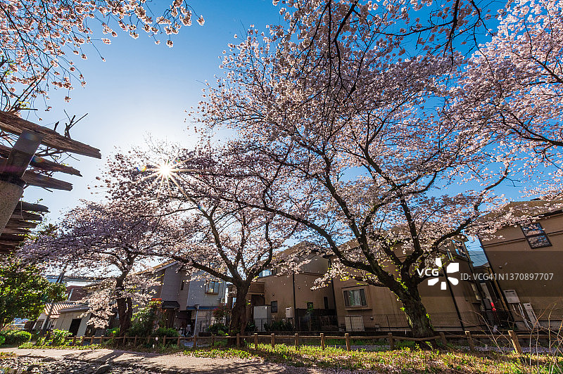 四月东京赏樱季，东京立川根川绿道图片素材