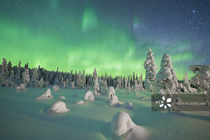 北极光下覆盖着冰雪的树木图片素材