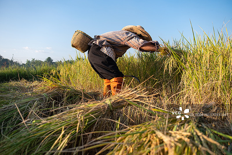 人物：亚洲农民在收获季节收获稻田，农民在蓝天背景的稻田中收获稻米，日落时分光线充足。农民在稻田里图片素材