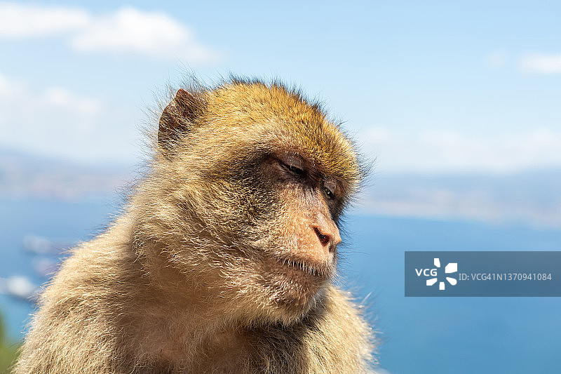 沉思的猴子图片素材