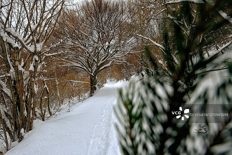 雪地树林中的小路图片素材