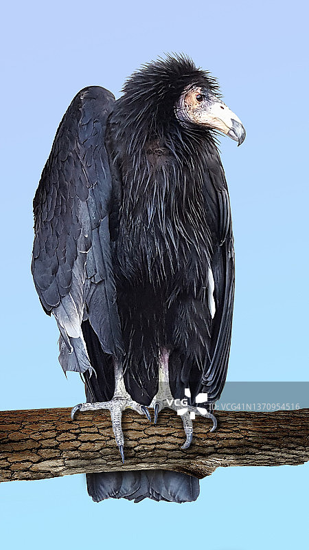 幼年秃鹰图片素材