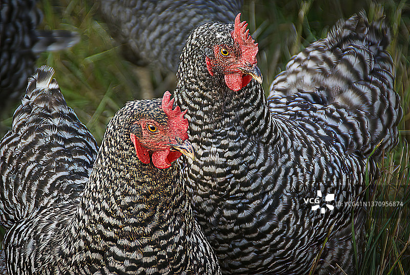 两只斑岩鸡特写图片素材