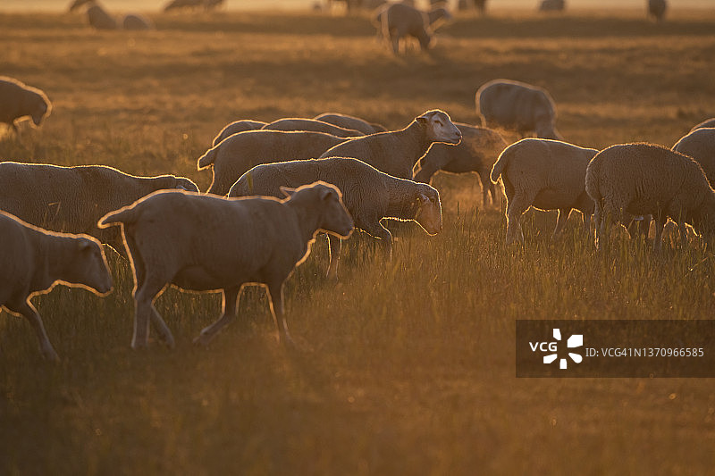 匈牙利霍尔托巴吉草原日出时分的羊群图片素材