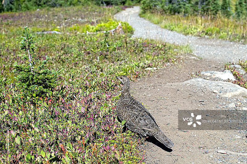 亚高山草甸中伪装的暗色松鸡雌性图片素材