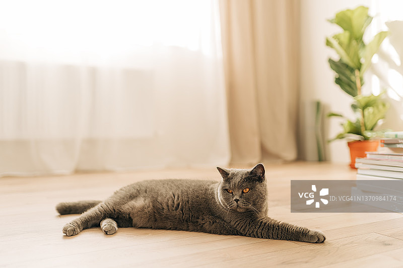 漂亮的家猫在浅蓝色房间里休息图片素材