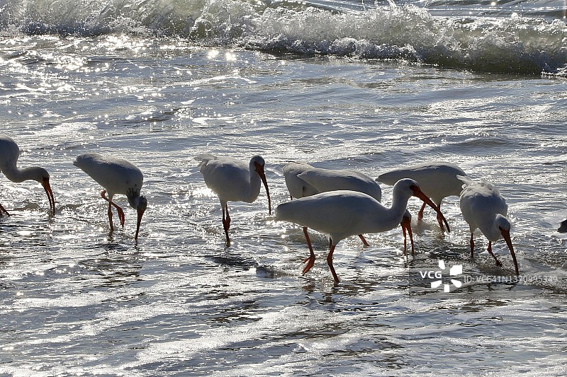 在海滩上觅食的热带海鸟图片素材