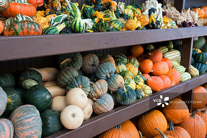 有机南瓜图片素材