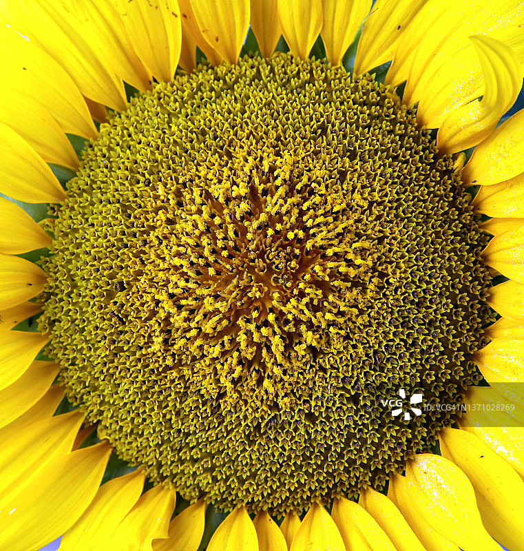 向日葵背景纹理图片素材