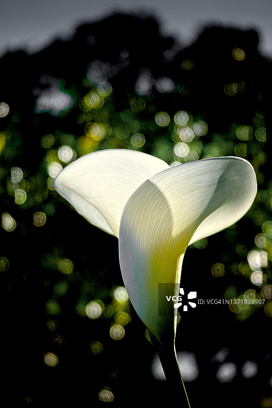 马蹄莲图片素材