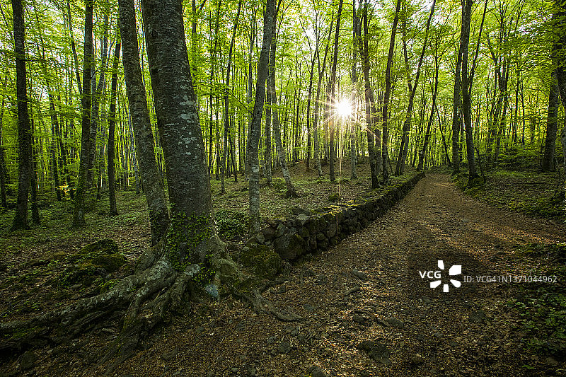 霍尔达森林日出图片素材