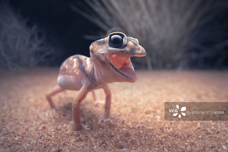 愤怒的珀纳蒂瘤尾守宫特写图片素材