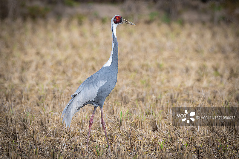 白枕鹤图片素材