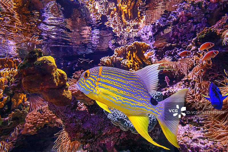 帆鳍笛鲷特写图片素材