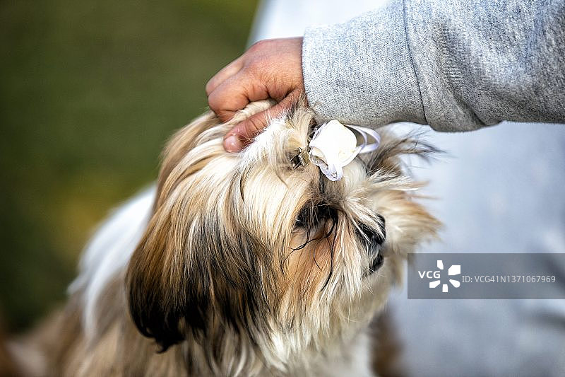 狮子犬玩具犬图片素材
