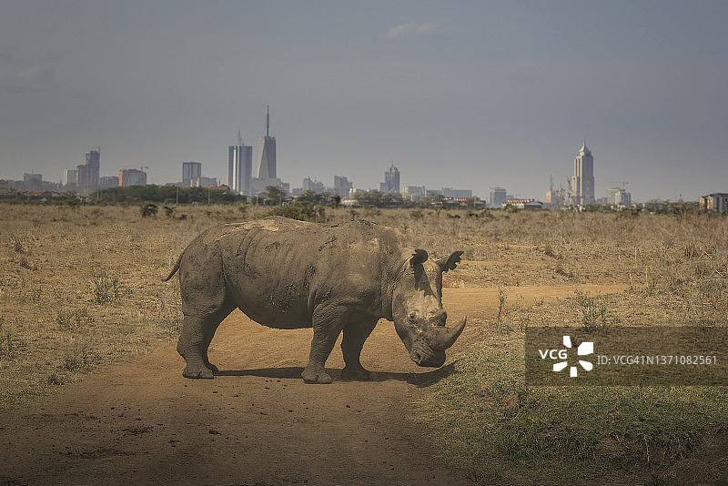 以现代城市为背景的犀牛图片素材