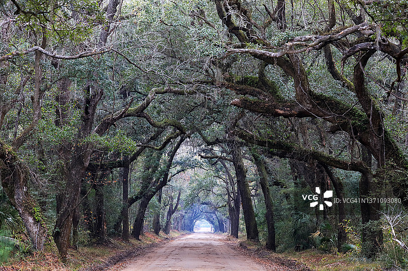 树木隧道图片素材