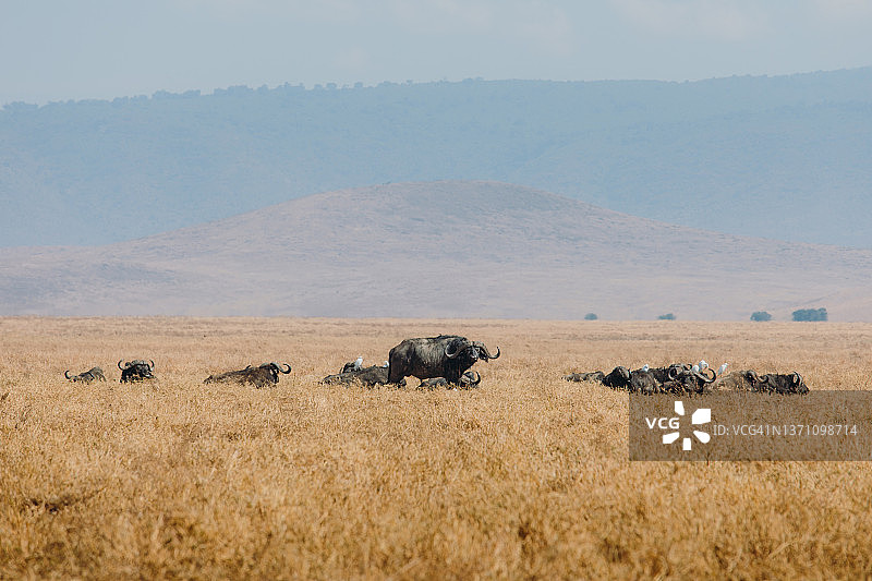 恩戈罗恩戈罗火山口，坦桑尼亚草原上的非洲水牛群图片素材