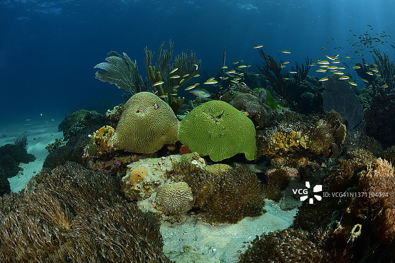 加勒比海的软珊瑚入侵图片素材