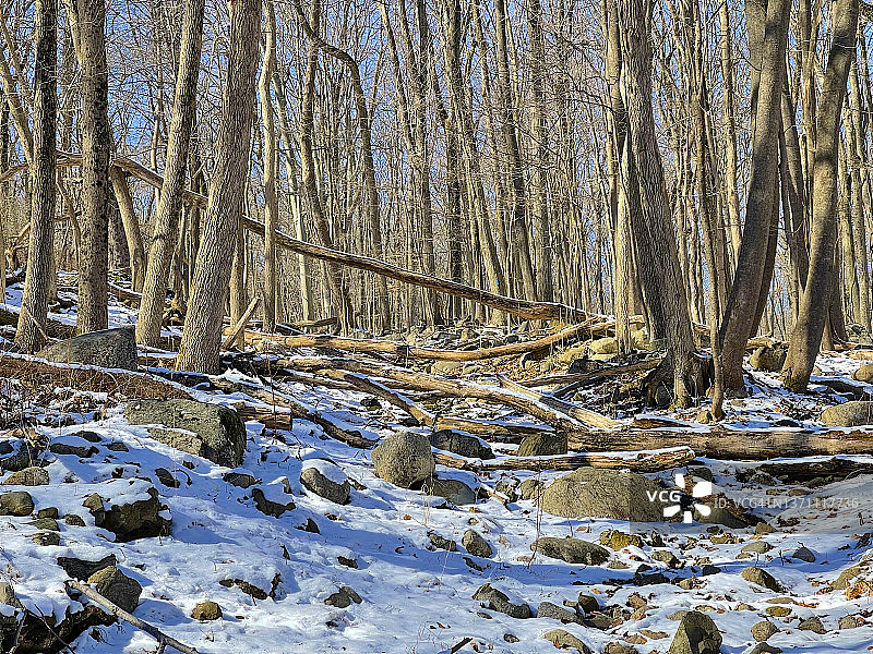 马瓦森林中的小雪图片素材