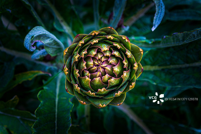 朝鲜蓟花朵图案特写图片素材
