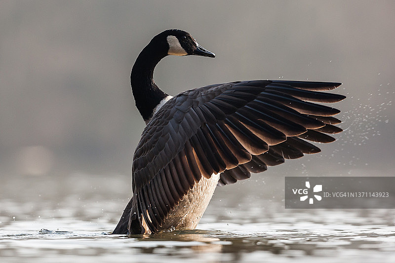 加拿大雁图片素材