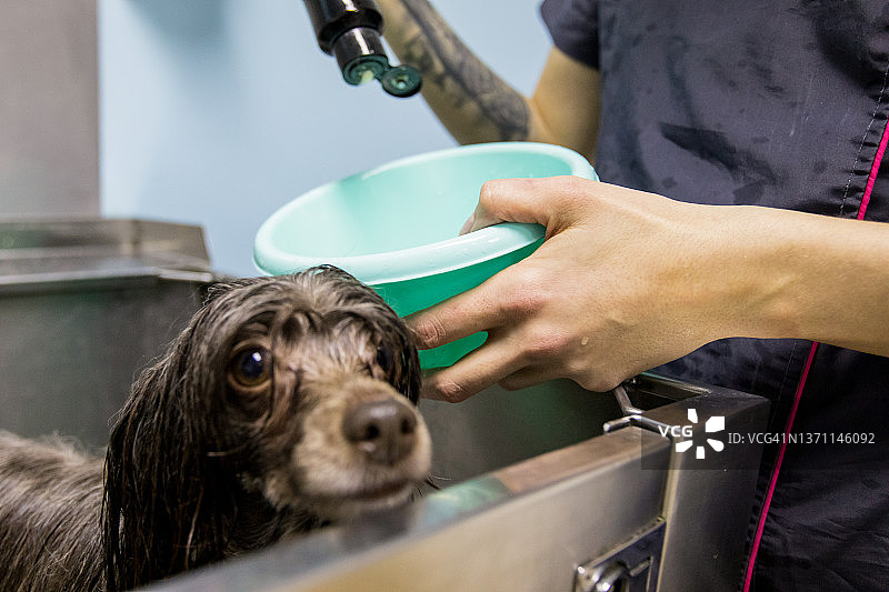 宠物美容师为狗准备洗发水图片素材