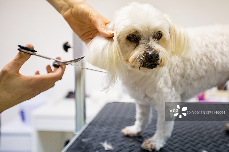 宠物美容师为马耳他犬剪毛特写图片素材