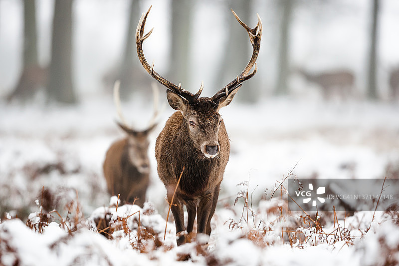 马鹿(Cervus elaphus)图片素材