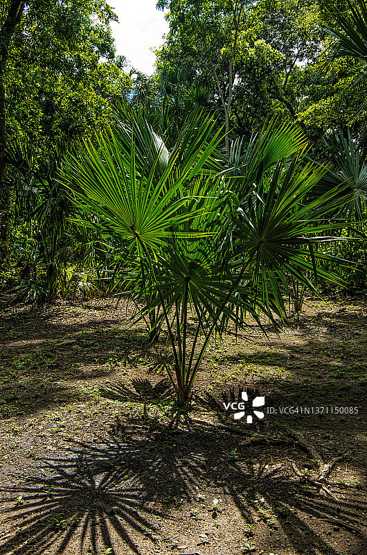棕榈树幼苗图片素材